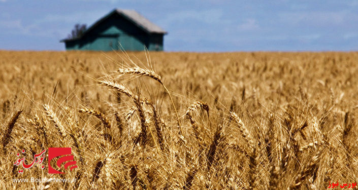 افزایش حدودا ۳۴ درصدی قیمت گندم در مقایسه با سال گذشته