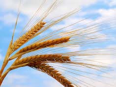 افزایش قیمت گندم از رقم پیشنهادی دولت مناسب تر است