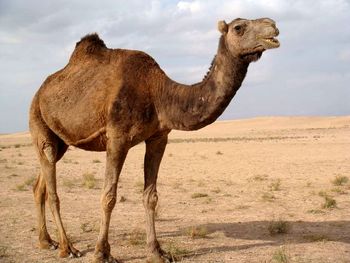 افزایش نرخ دیه، چالش شرکت های بیمه/ بیمه شخص ثالث، رشته سودآوری نیست افزایش نرخ دیه، چالش شرکت های بیمه/ بیمه شخص ثالث، رشته سودآوری نیست