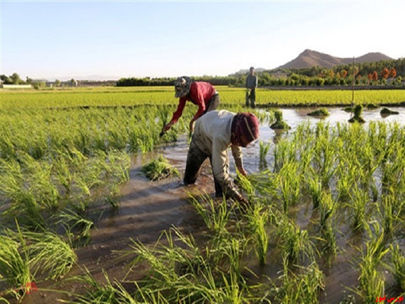 میزان کسری برنج در سال فقط۵۰۰ هزار تن است