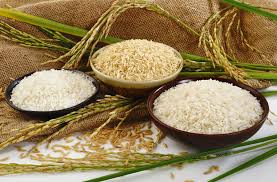 افزایش قیمت برنج اصلا به جیب کشاورز نمی رود