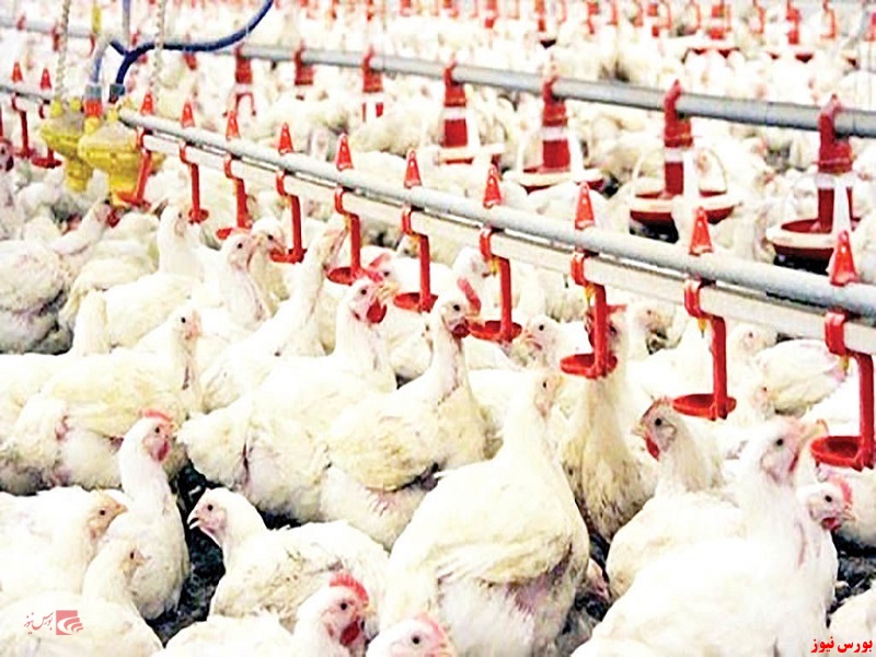 شرکت مجتمع تولید گوشت مرغ ماهان+بورس نیوز