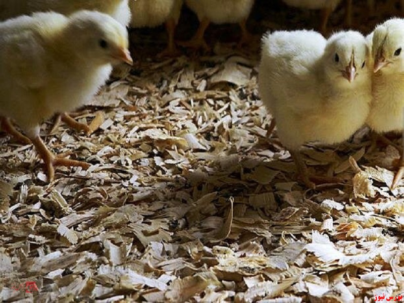 مجتمع تولید گوشت مرغ ماهان+بورس نیوز