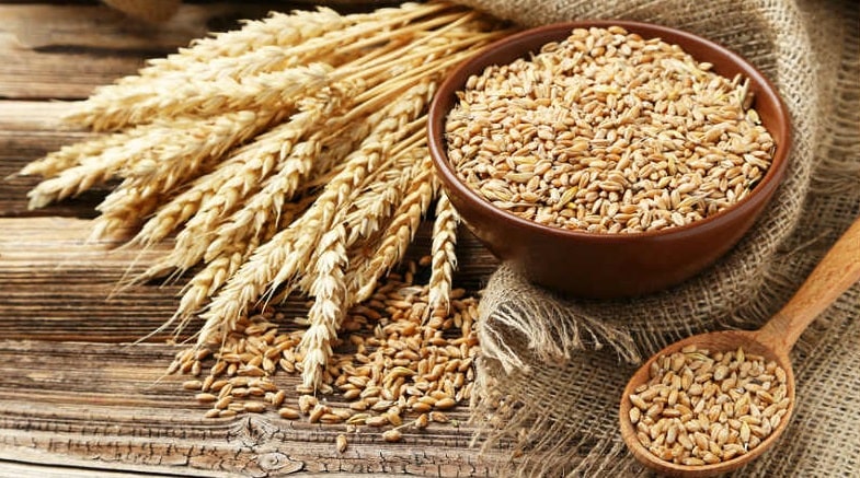 خرید گندم در کشور مرز ۲ میلیون تن را پشت سر گذاشت خرید گندم در کشور مرز ۲ میلیون تن را پشت سر گذاشت