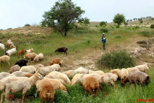 سهامداران 