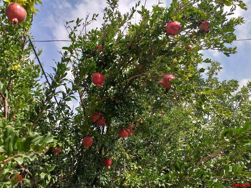 خسارت سرمازدگی به باغات+بورس نیوز