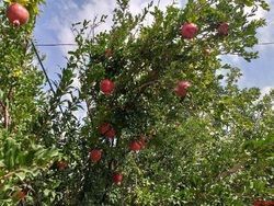 سرمازدگی به باغات ۵۰۰ میلیاردریال خسارت زد