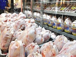 قیمت مرغ هیچ گونه افزایشی نخواهد داشت