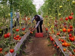 هیات مدیره