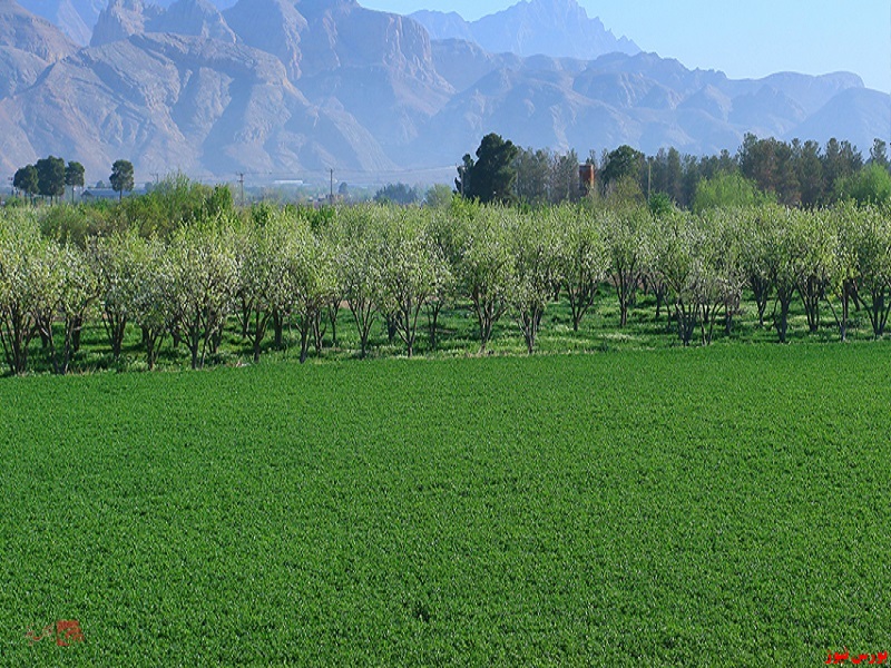 درج نماد معاملاتی 