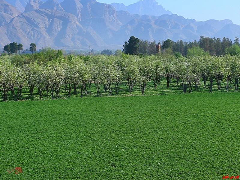 درج نماد معاملاتی 