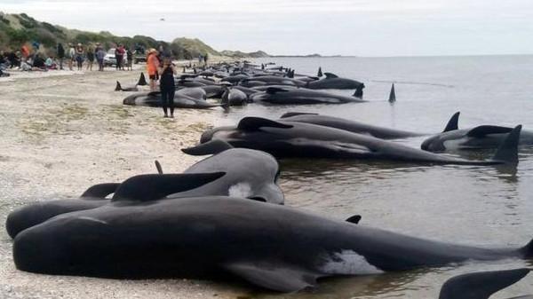 خودکشی دسته‌جمعی نهنگ‌ها پس از مجمع