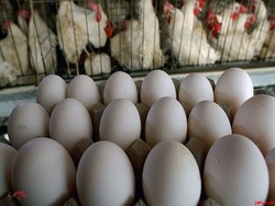 «سیمرغ» با فروش تخم‌مرغ بال درآورد/ فروش بیش از ١٣٨ میلیارد تومان