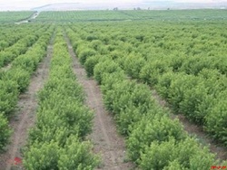 سوددهی