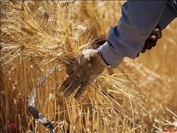 مطالبات کشاورزان گندم کار از فردا پرداخت می شود