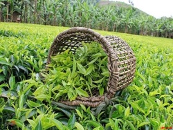 واردات بیش از ۱۲ میلیون تنی چای در دوماه ابتدایی سال جاری