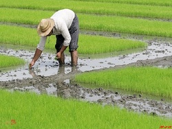 ممنوعیت توزیع برنج های خارجی از زمان برداشت شلتوک