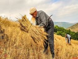 پرداخت ۳۲ هزار میلیارد تومان مطالبات گندمکاران