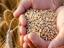 بدهی ۱۲ هزار میلیارد تومانی به گندمکاران بدهی ۱۲ هزار میلیارد تومانی به گندمکاران