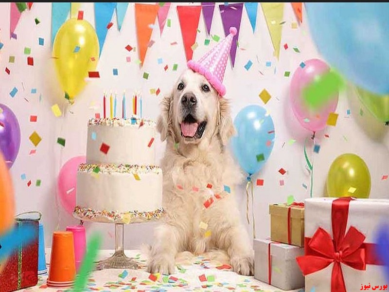 جشن تولد سگ مرد پولدار هندی