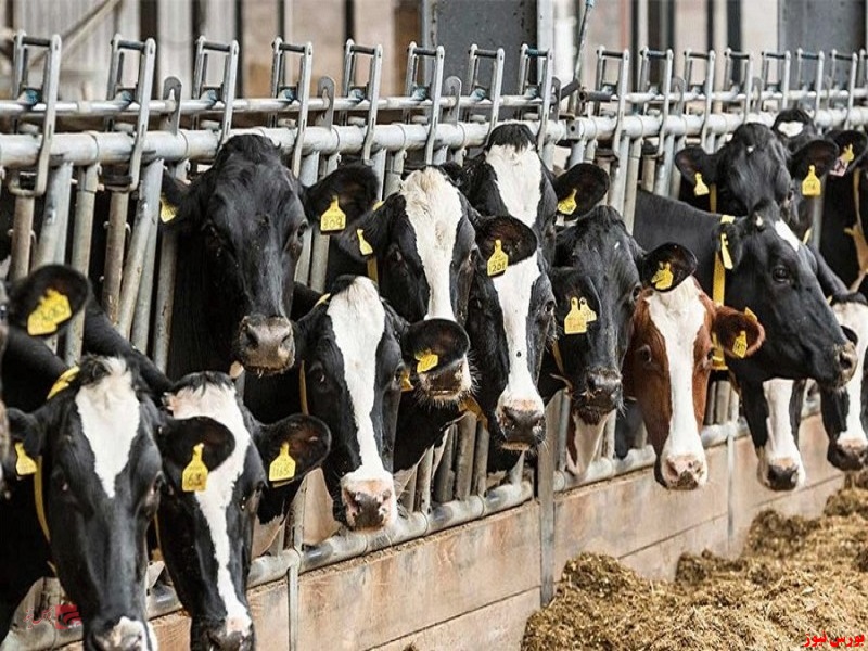 کاهش ۱۵ درصدی تولید شیر گاو در دامداری‌ های کشور