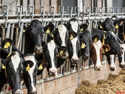 کاهش ۱۵ درصدی تولید شیر گاو در دامداری‌ ها