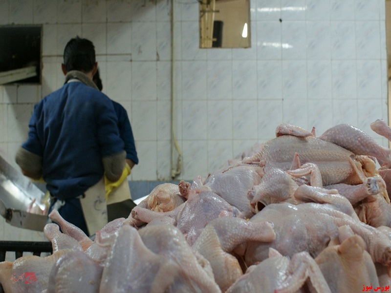 صادرات همه محصولات مرغداری به عراق آزاد شد