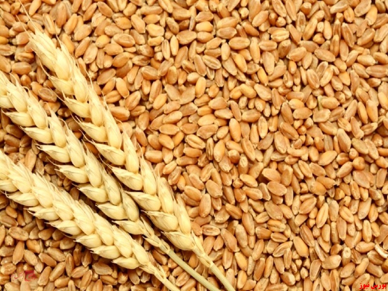 تخلیه کشتی حاوی ۴۴ هزارتن گندم وارداتی در چابهار