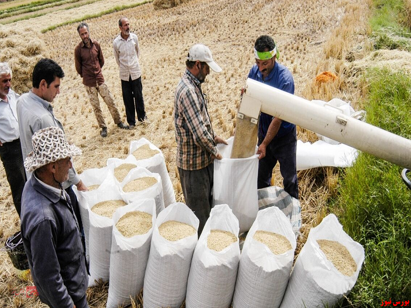 پیش بینی تولید برنج به بیش از ۲ میلیون
