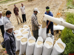 پیش بینی تولید برنج به بیش از ۲ میلیون تن