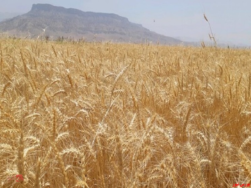رشد ۴۸ درصدی خرید تضمینی گندم رشد ۴۸ درصدی خرید تضمینی گندم