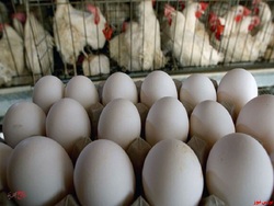 پیش بینی تولید ۳ میلیون تنی گوشت مرغ و تخم مرغ
