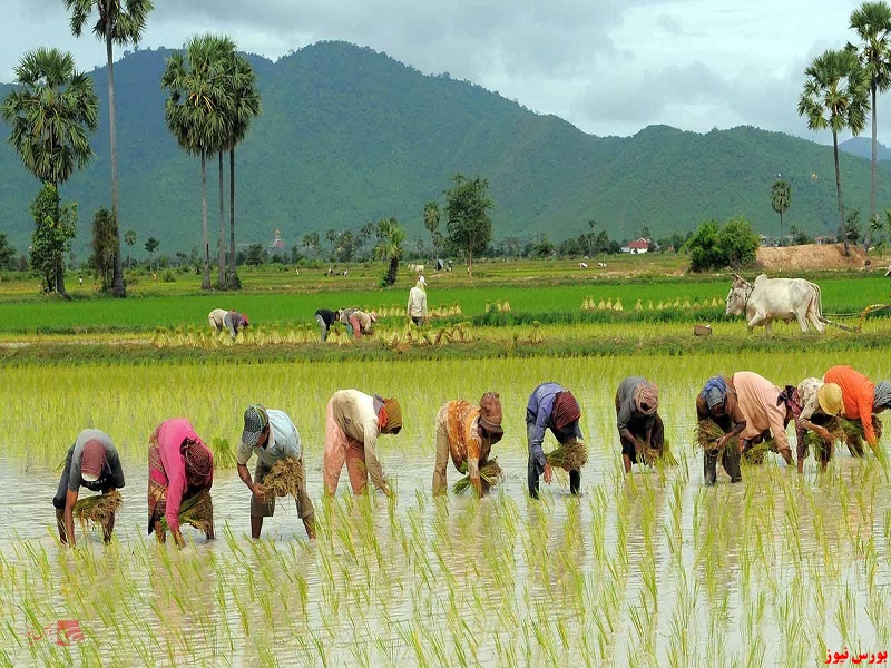 افزایش ۲۰ درصدی تولید برنج در کشور