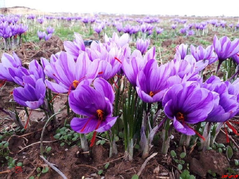 رشد صادرات زعفران با تعدیل نرخ پایه گمرکی