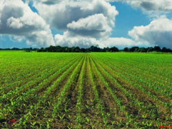 ۲۴ هزار میلیارد تومان تسهیلات برای اجرای کشت قراردادی ۲۴ هزار میلیارد تومان تسهیلات برای اجرای کشت قراردادی