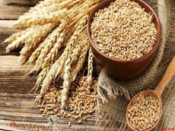 خرید تضمینی گندم به مبلغ ۸۲ هزار میلیارد تومان خرید تضمینی گندم به مبلغ ۸۲ هزار میلیارد تومان