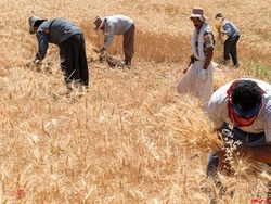 پرداخت ۱۲ هزار میلیارد تومان معوقات گندم کاران پرداخت ۱۲ هزار میلیارد تومان معوقات گندم کاران