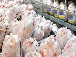 افت ۴ درصدی قیمت مرغ در ماه گذشته