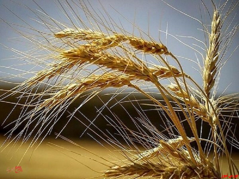 رشد ۵۷ درصدی خرید گندم از کشاورزان