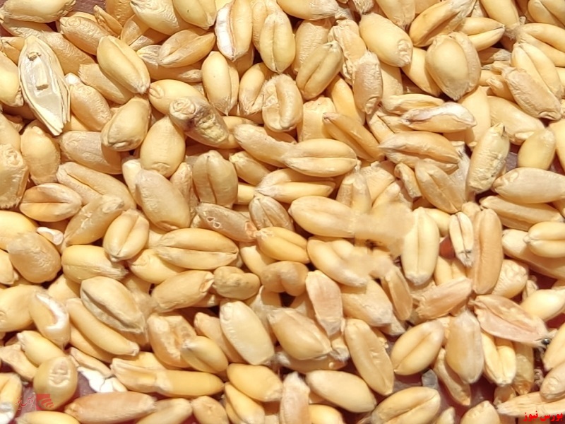پرداخت ۱۰۰ درصدی مطالبات گندمکاران