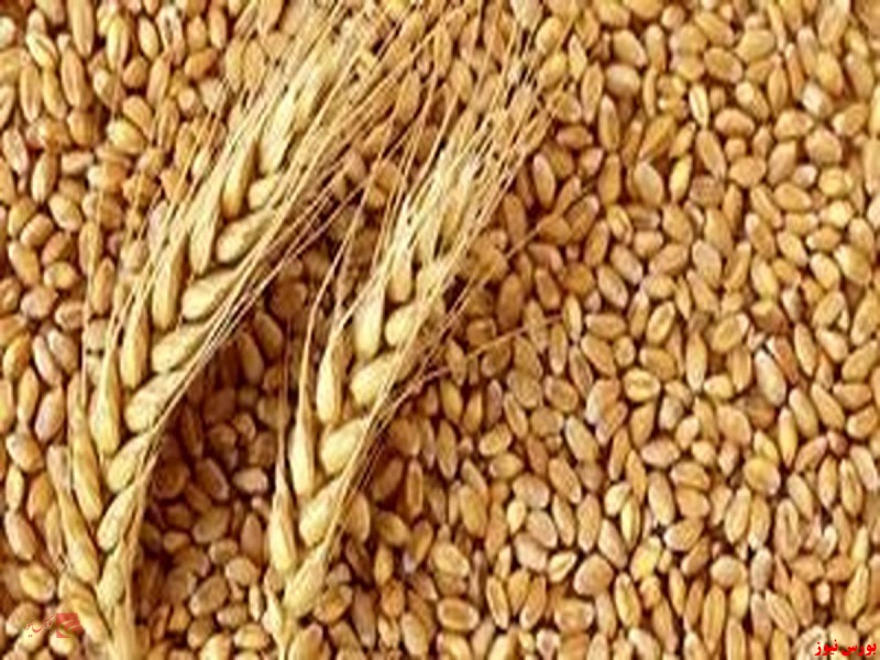 رشد ۵۸ درصدی خرید گندم در سال جاری
