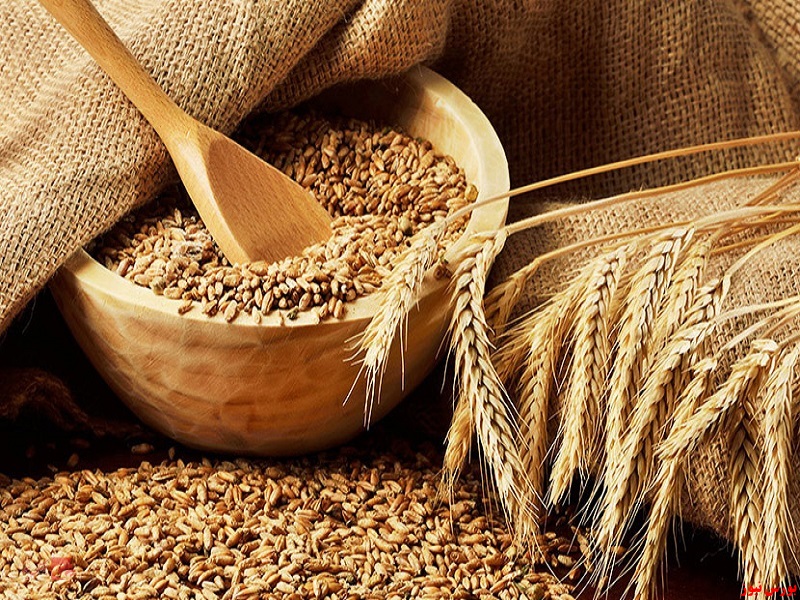 کاهش ۴۰ درصدی واردات گندم کاهش ۴۰ درصدی واردات گندم