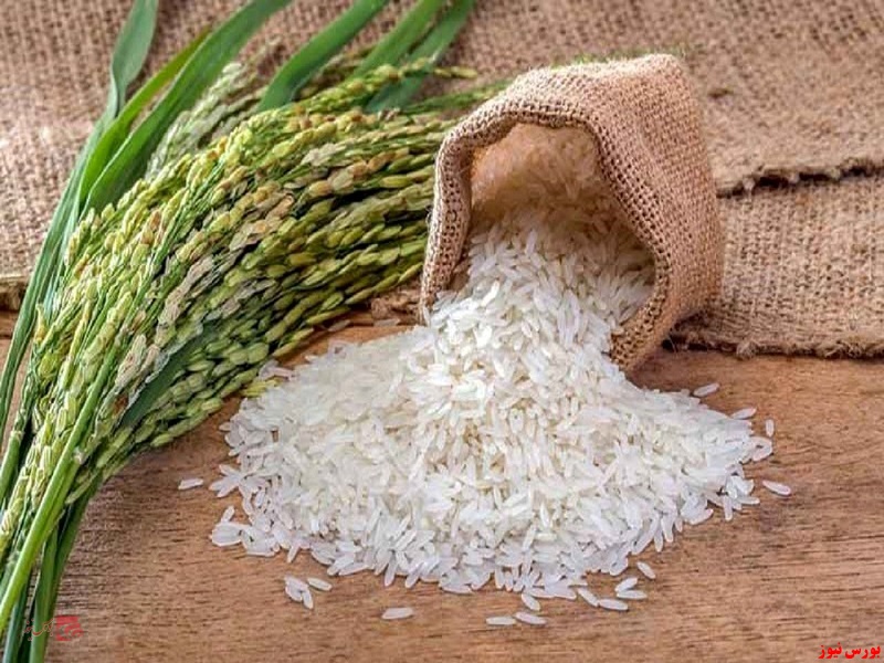 رشد ۲۰ درصدی تولید برنج در کشور
