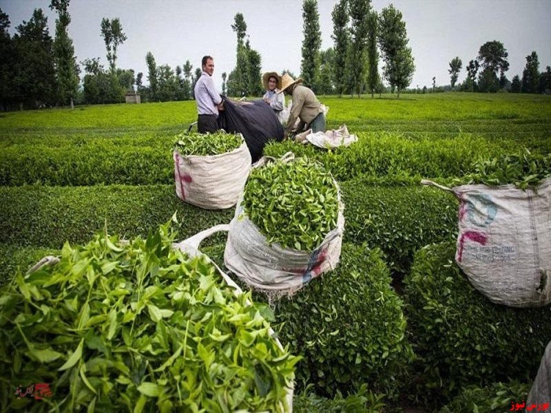 خرید تضمینی ۱۱۶ هزار تن برگ سبز چای
