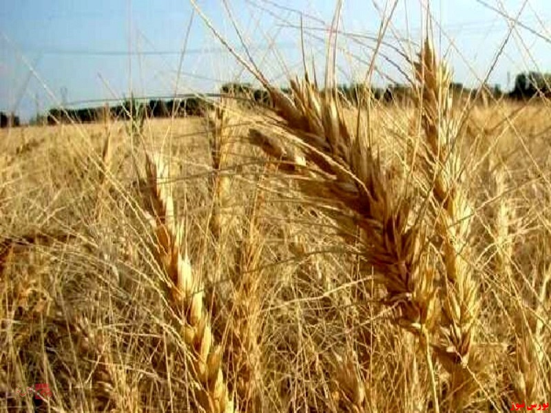 تخلیه بیش از ۷۱ هزار تن گندم در بندر شهید رجایی