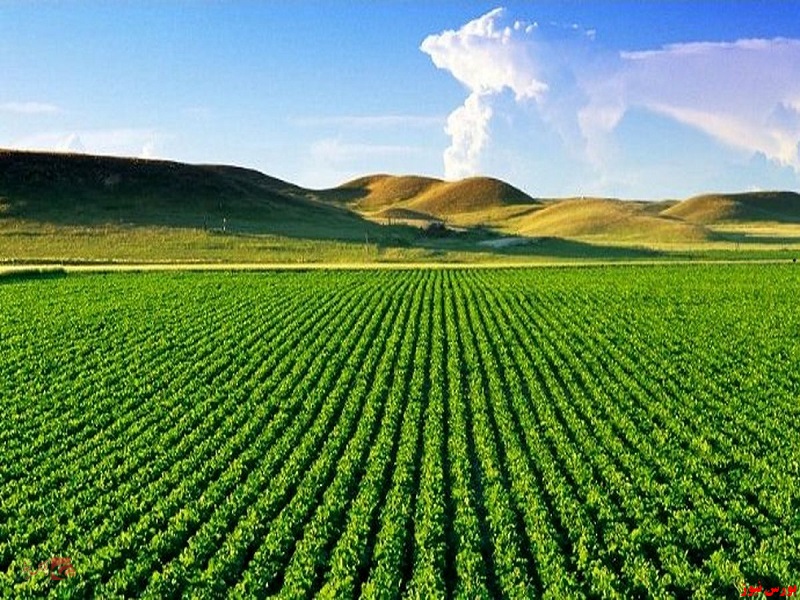 هدف گذاری ۲۰ درصد کشاورزی قراردادی در کشور