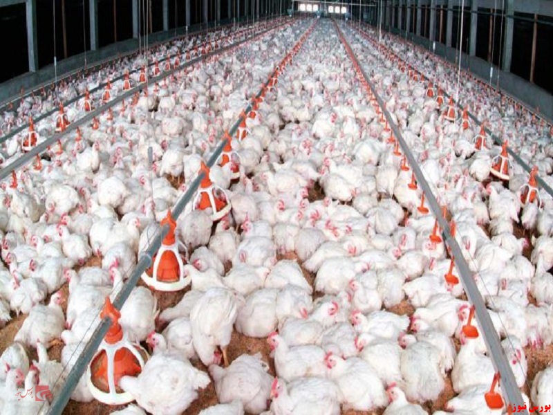 صادرات مرغ با عوارض صفر ممکن شد