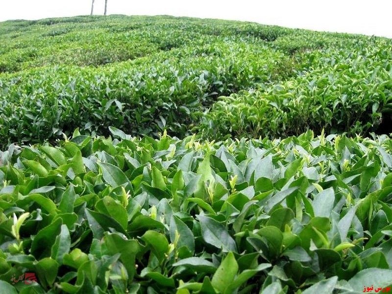 کاهش ۱۳ درصدی تولید برگ سبز چای
