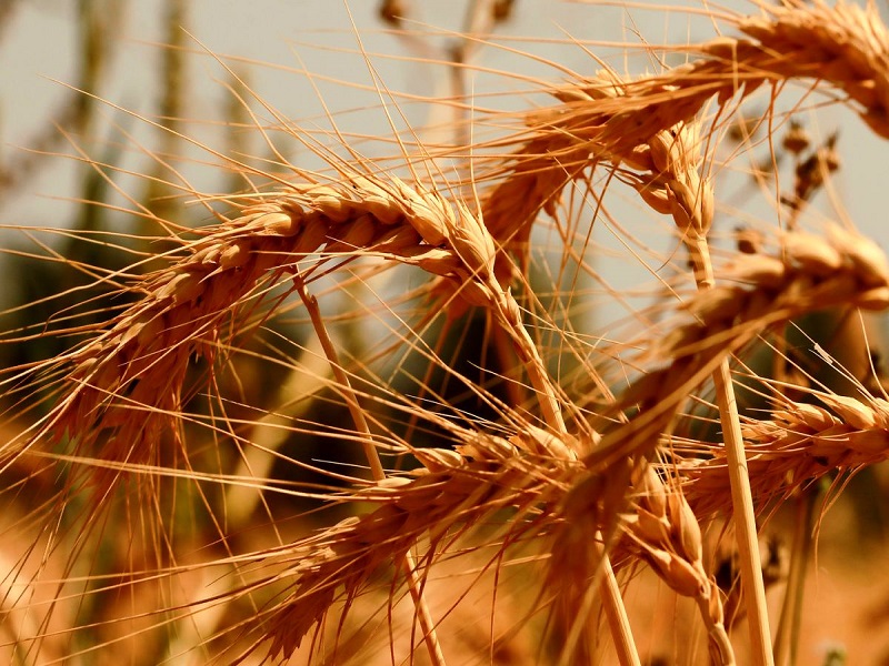 واردات ۲ میلیون تنی گندم از بندر امام خمینی