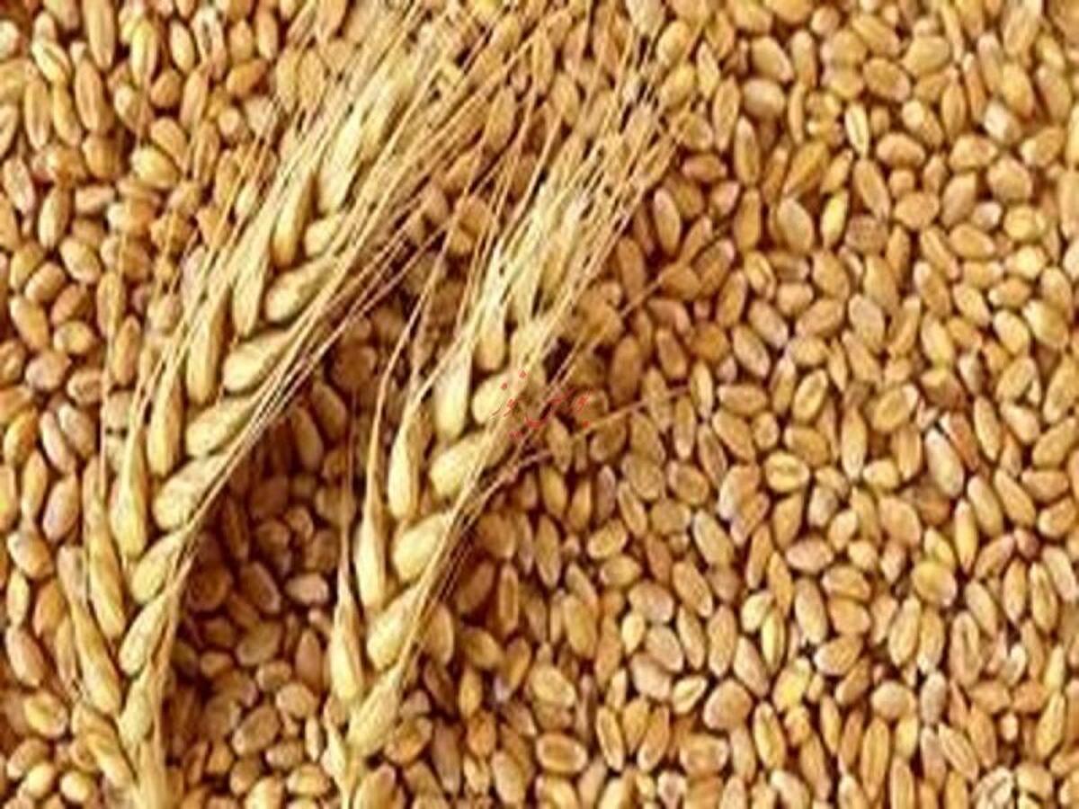 قیمت گندم ۱۷ هزار و ۵۰۰ تومان اعلام شد قیمت گندم ۱۷ هزار و ۵۰۰ تومان اعلام شد